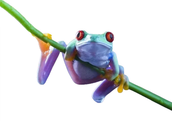 Kambo Stick — секрет Phyllomedusa bicolor